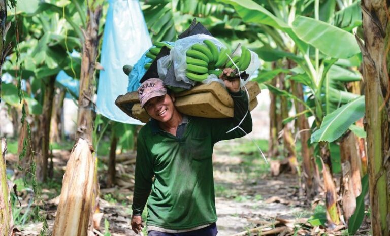 chuoi fohla xuat khau 0520230129115321